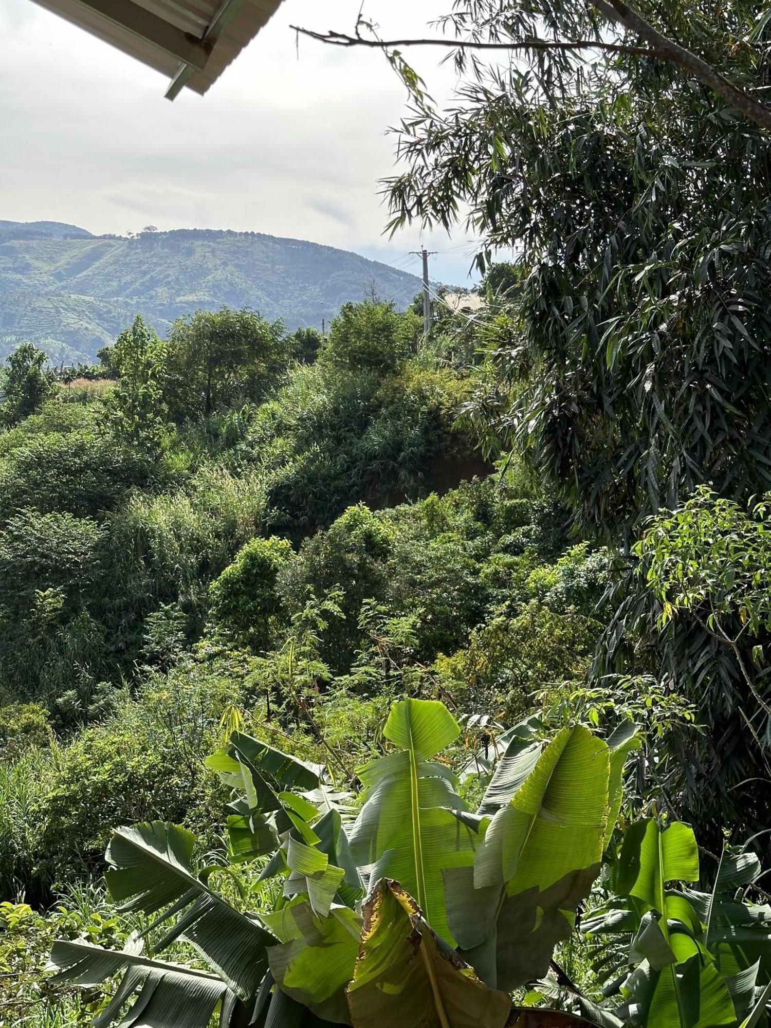Midori Coffee Farm Farm stay *