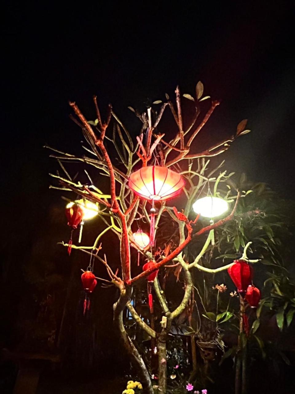 Areca * Hội An