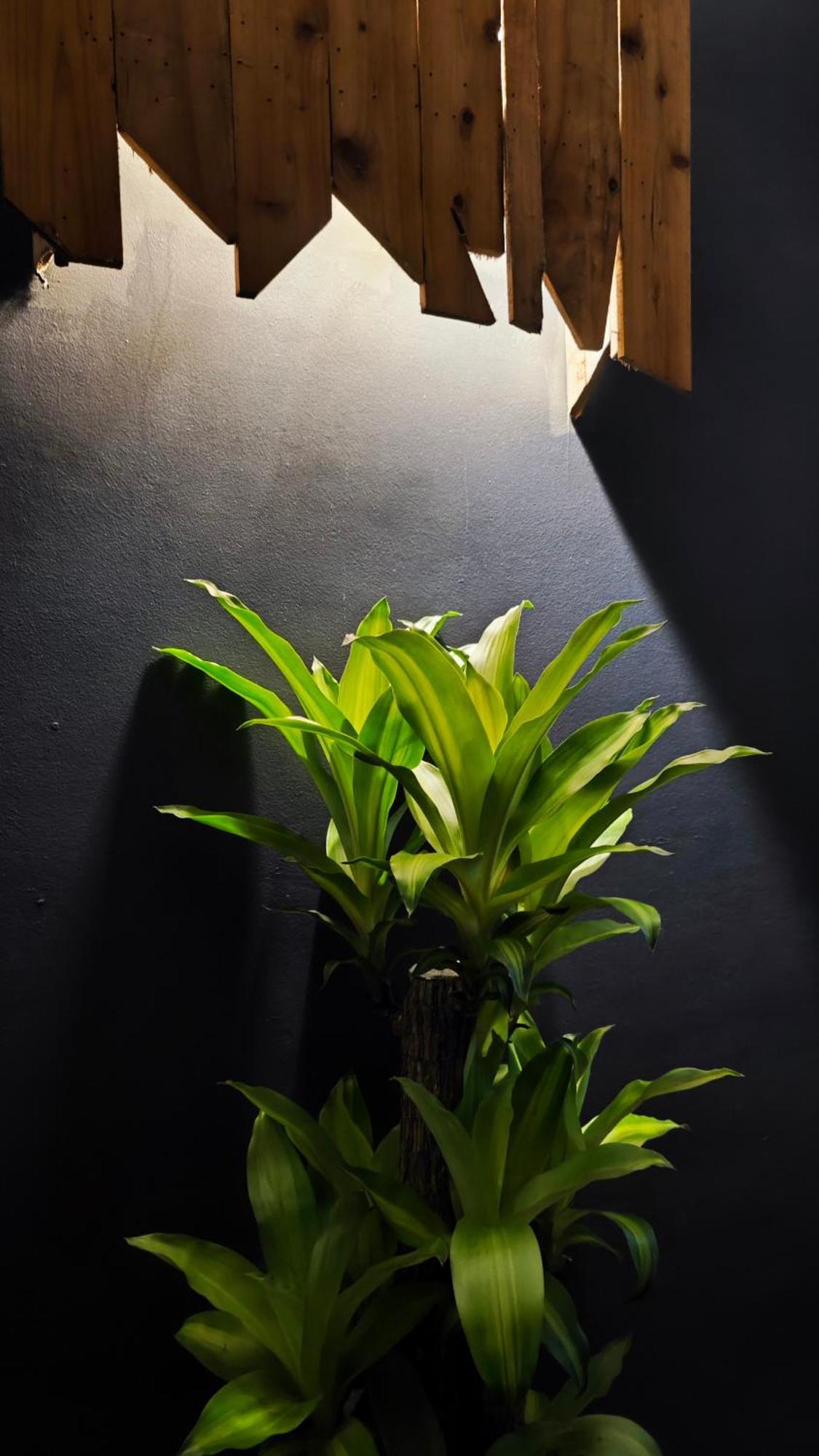 Catba Pod - Restaurant And Rooftop Bar Hostel *