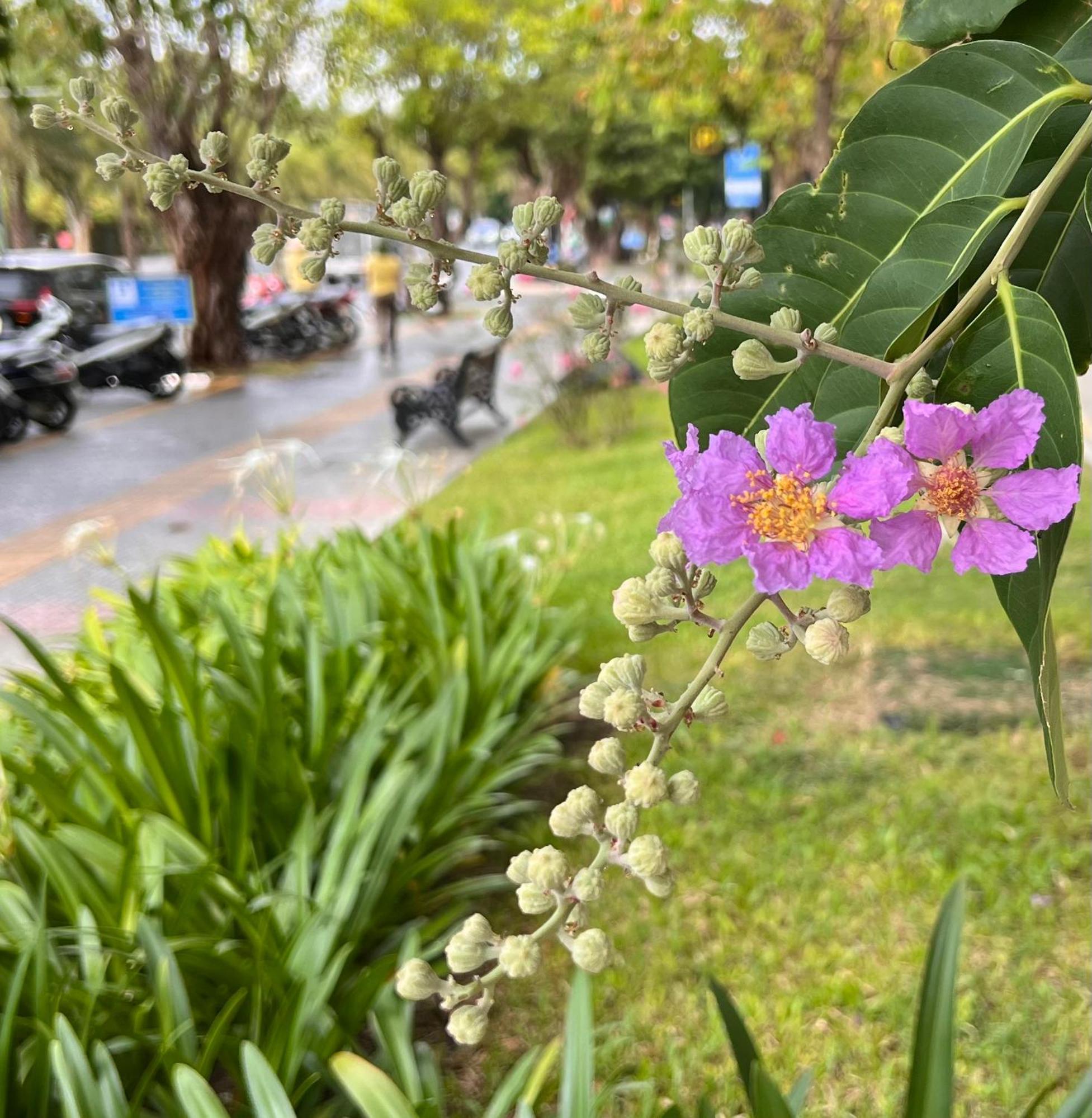 Căn hộ Vinhome Grand Park House-romantic Go Cong