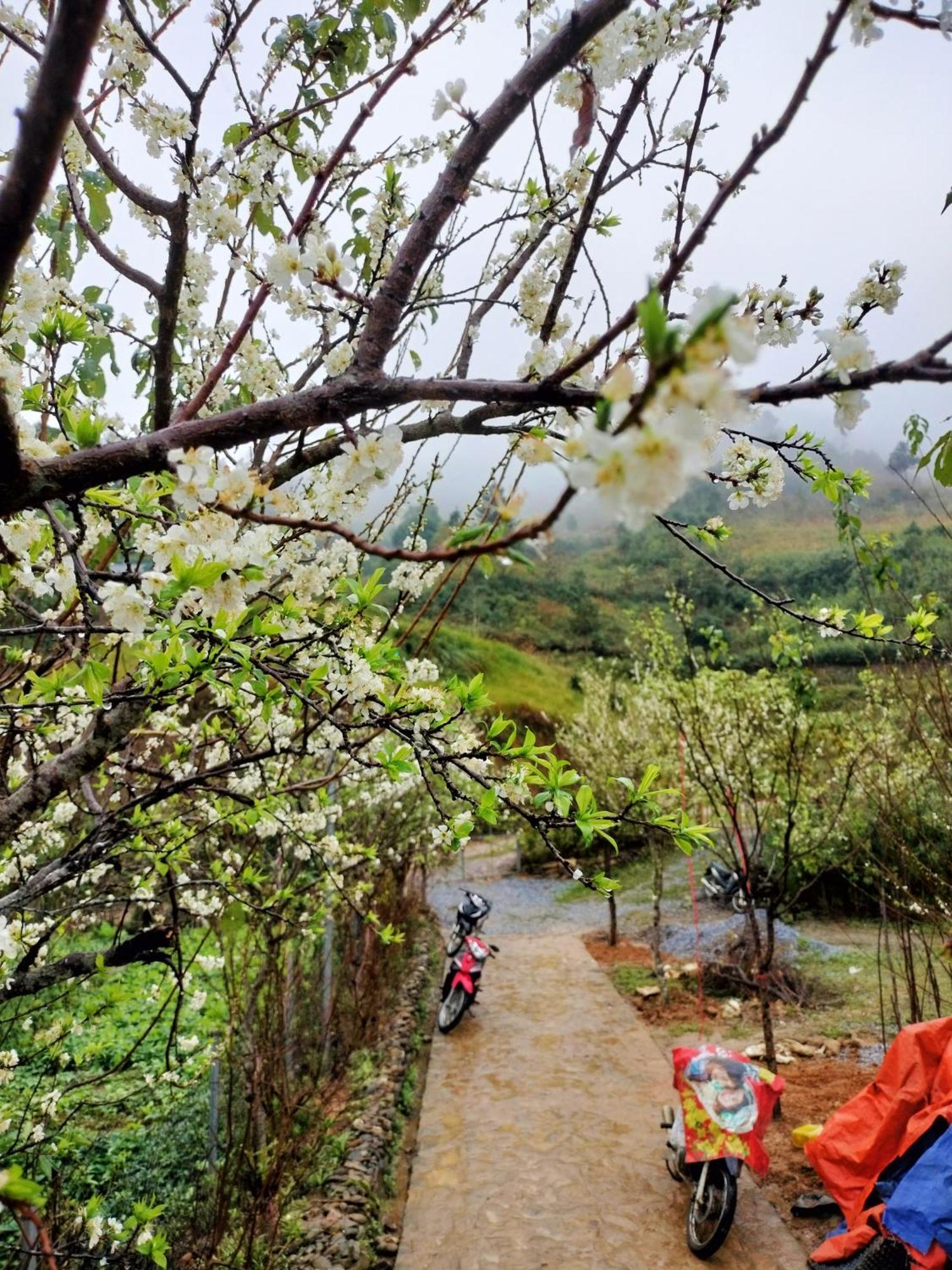 Blue Mu Cang Chai