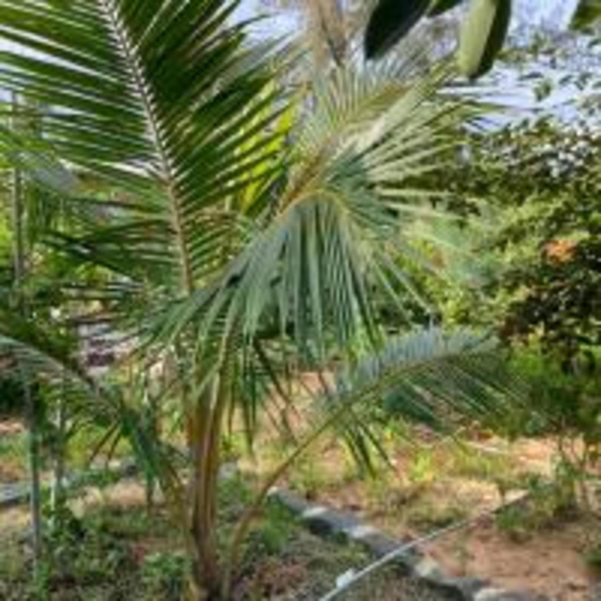 Duc Luu Quang Binh Thuan