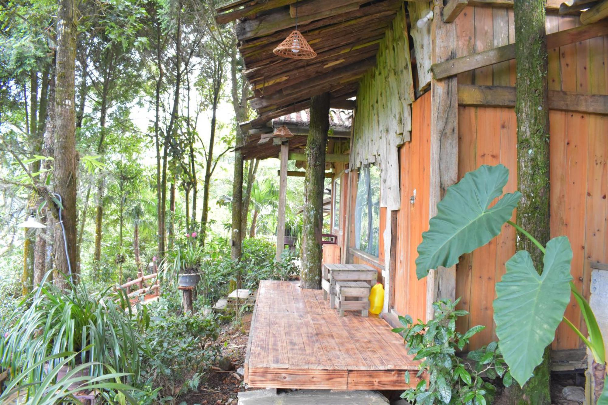 Jungle