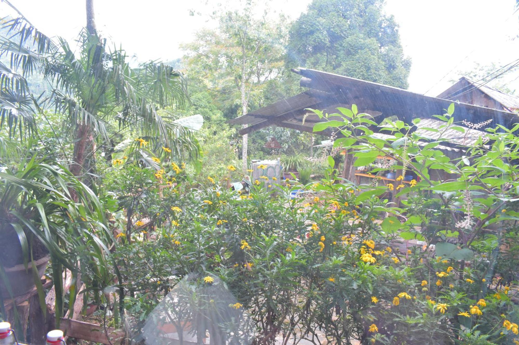 Ở trọ Jungle