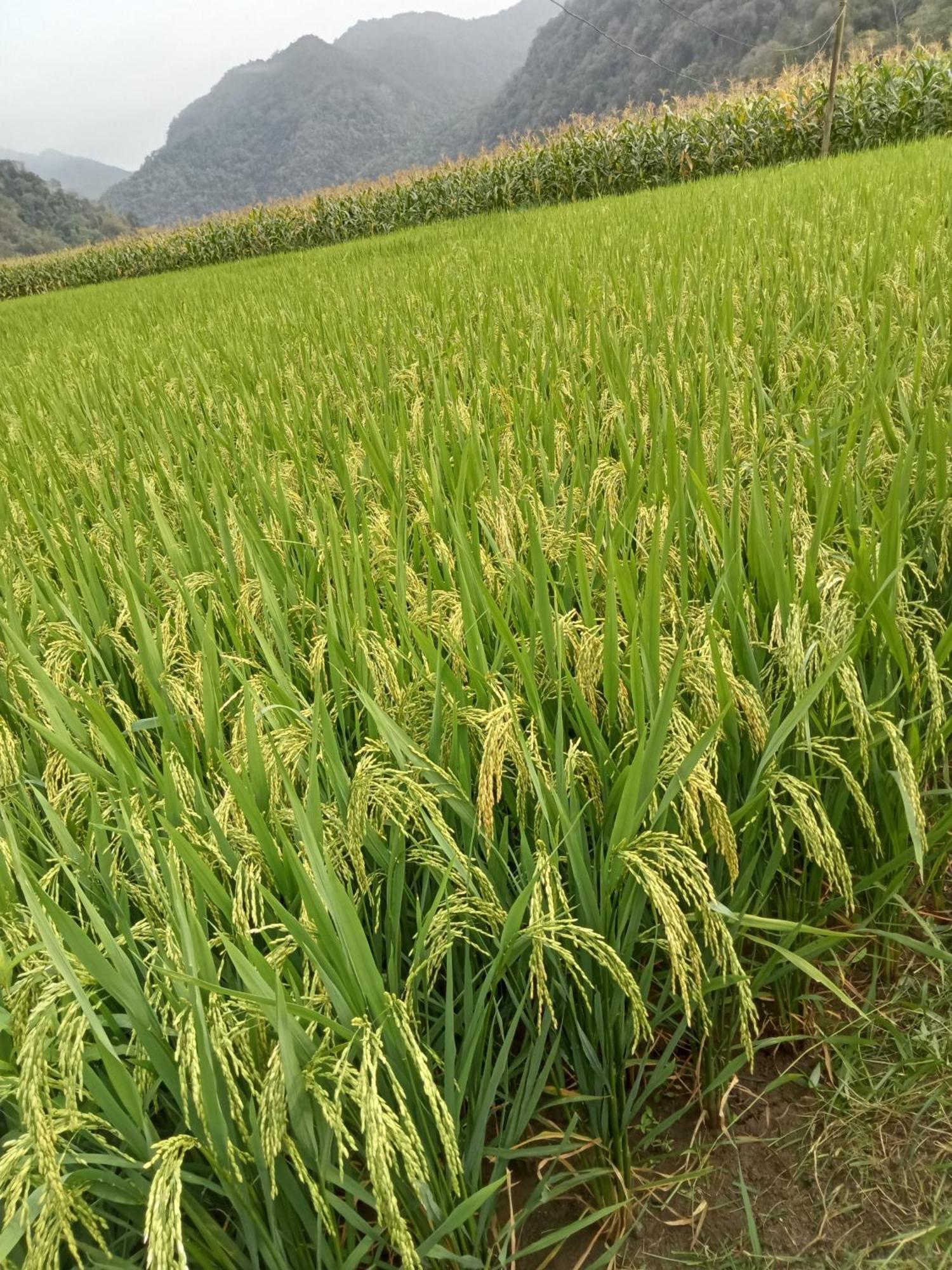 Ba Be Village