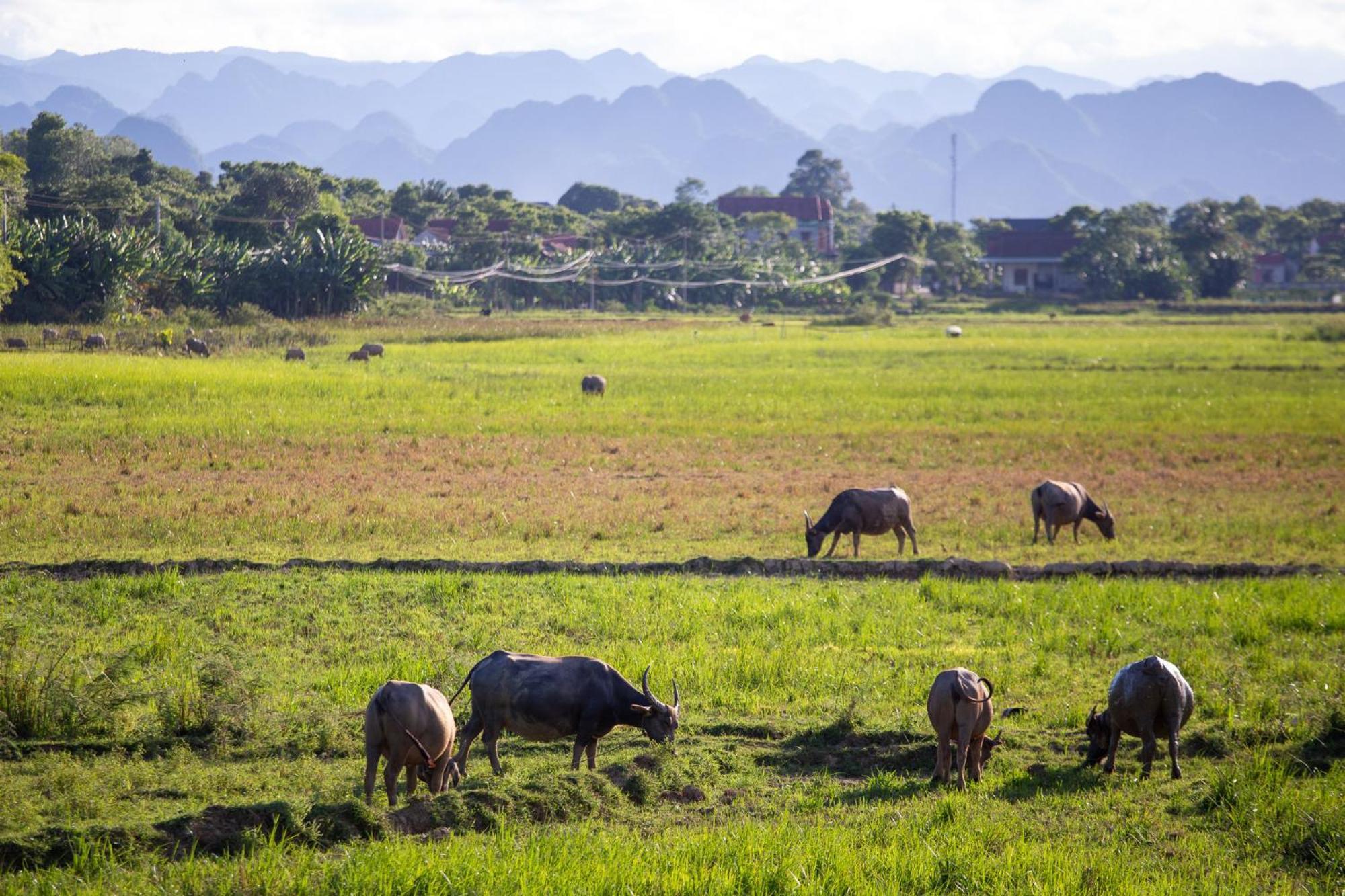Khu nghỉ mát Phong Nha Farmstay