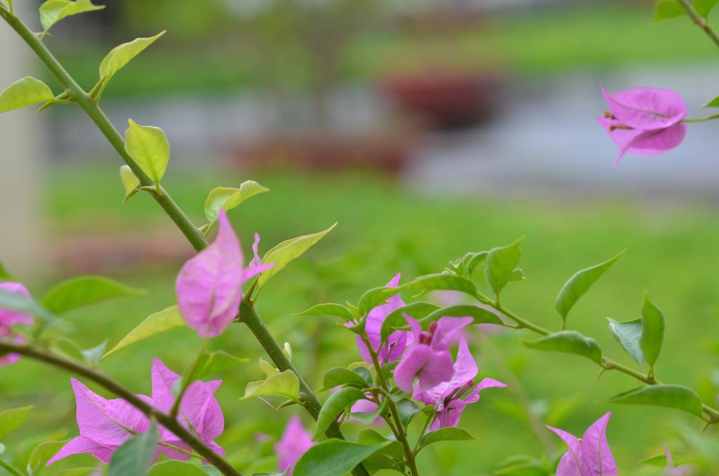 Sai Gon Kim Lien Vinh