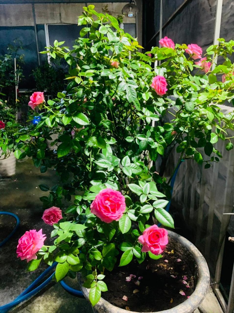Blossom - Ha Mai Hue