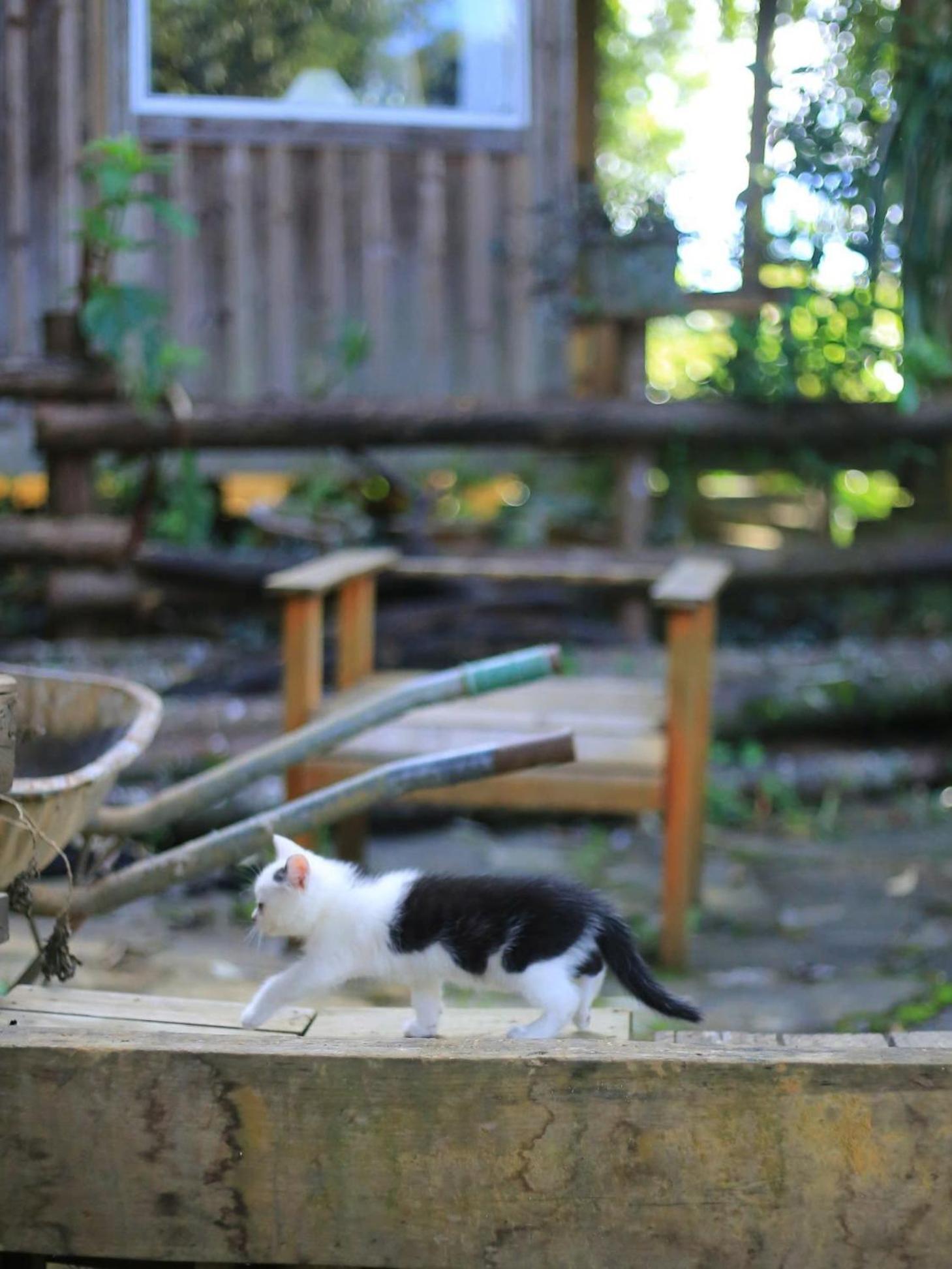 Jungle Homestay Sa Pa