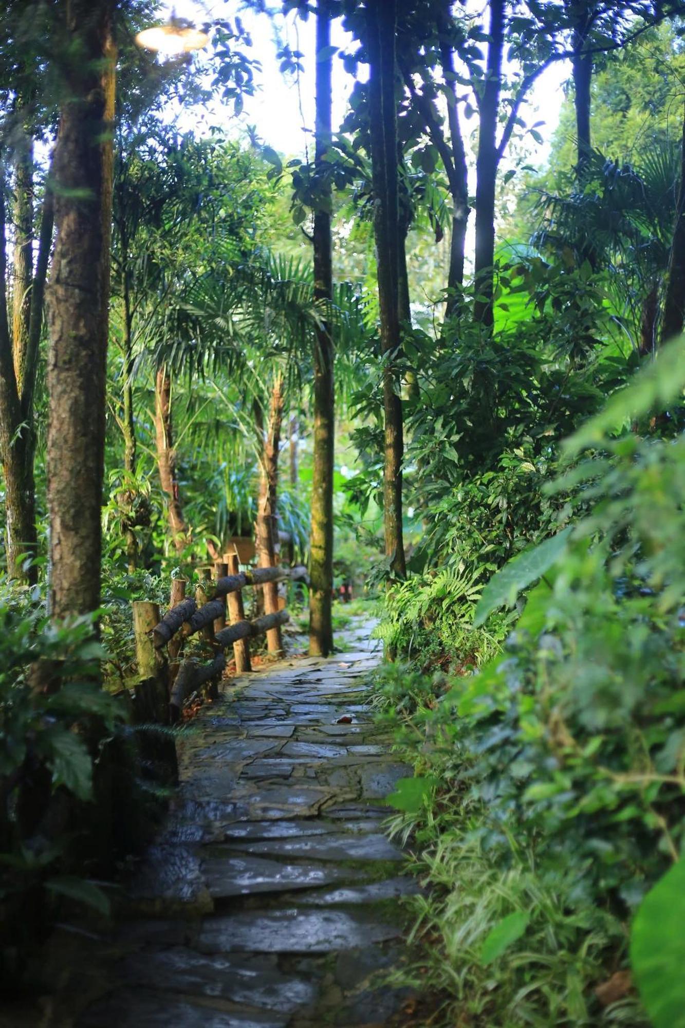 Jungle *