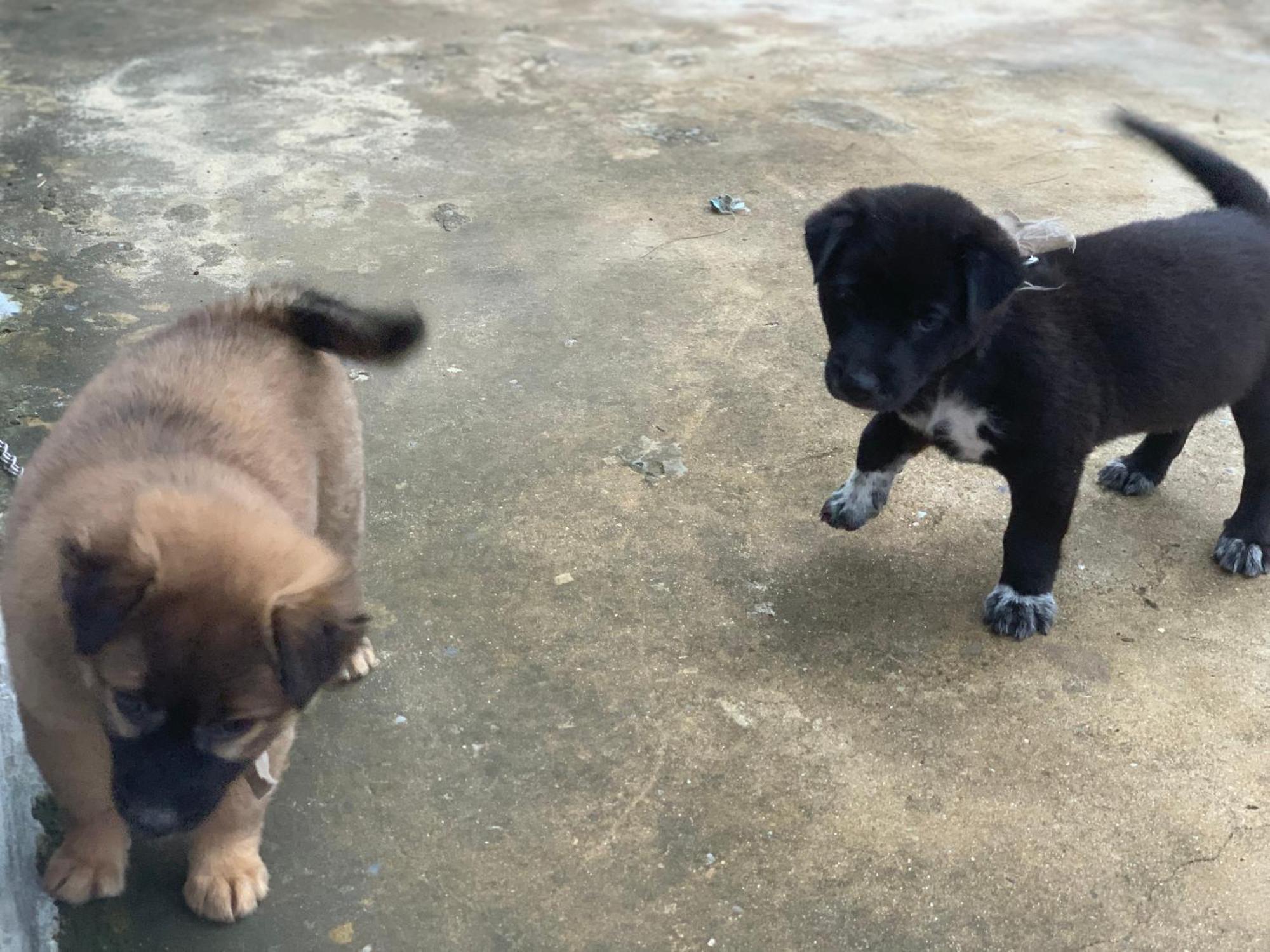 Homestay Funny Monkeys