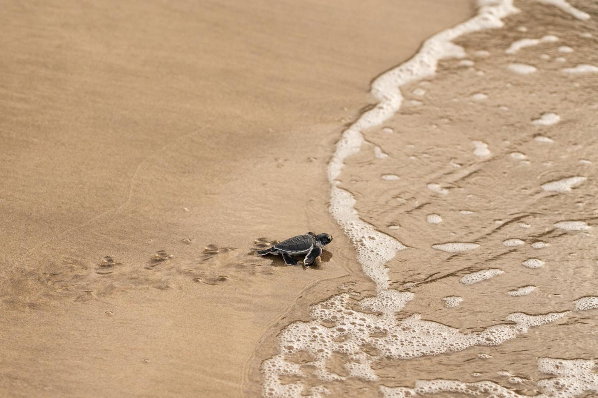 Six Senses Con Dao - Turtle Island Paradise