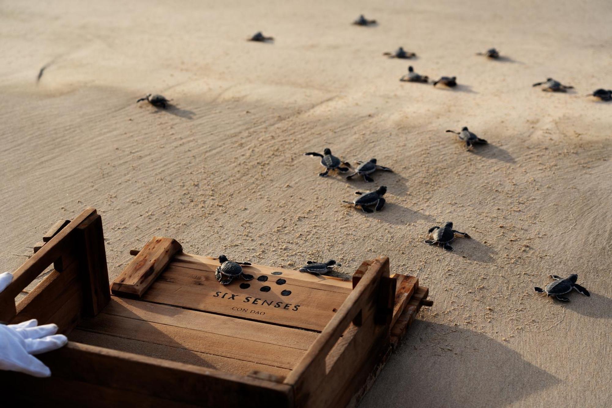 Six Senses Con Dao - Turtle Island Paradise Resort