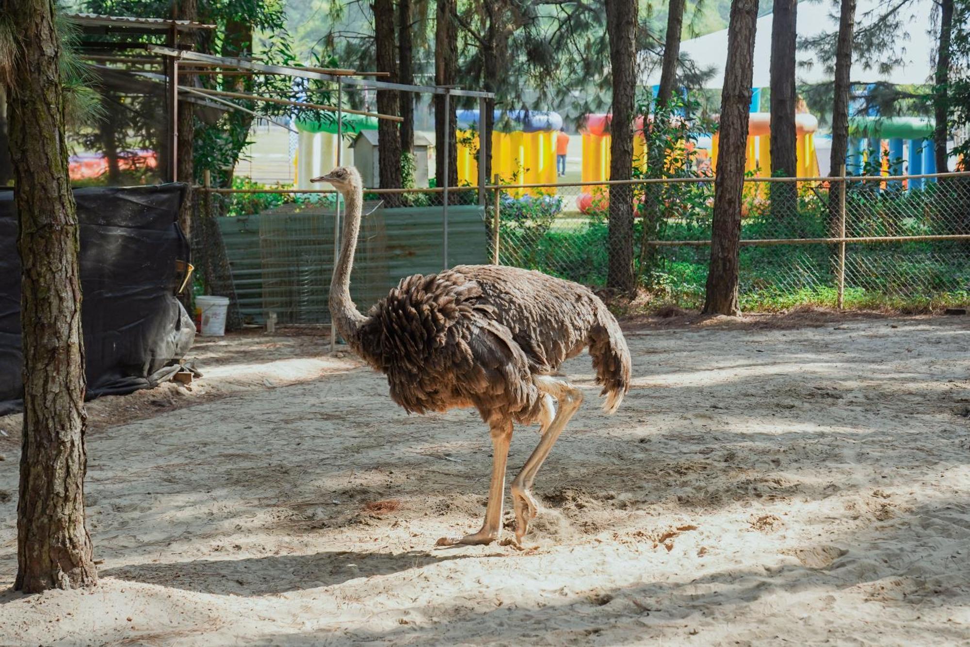 Resort Flamingo Dai Lai