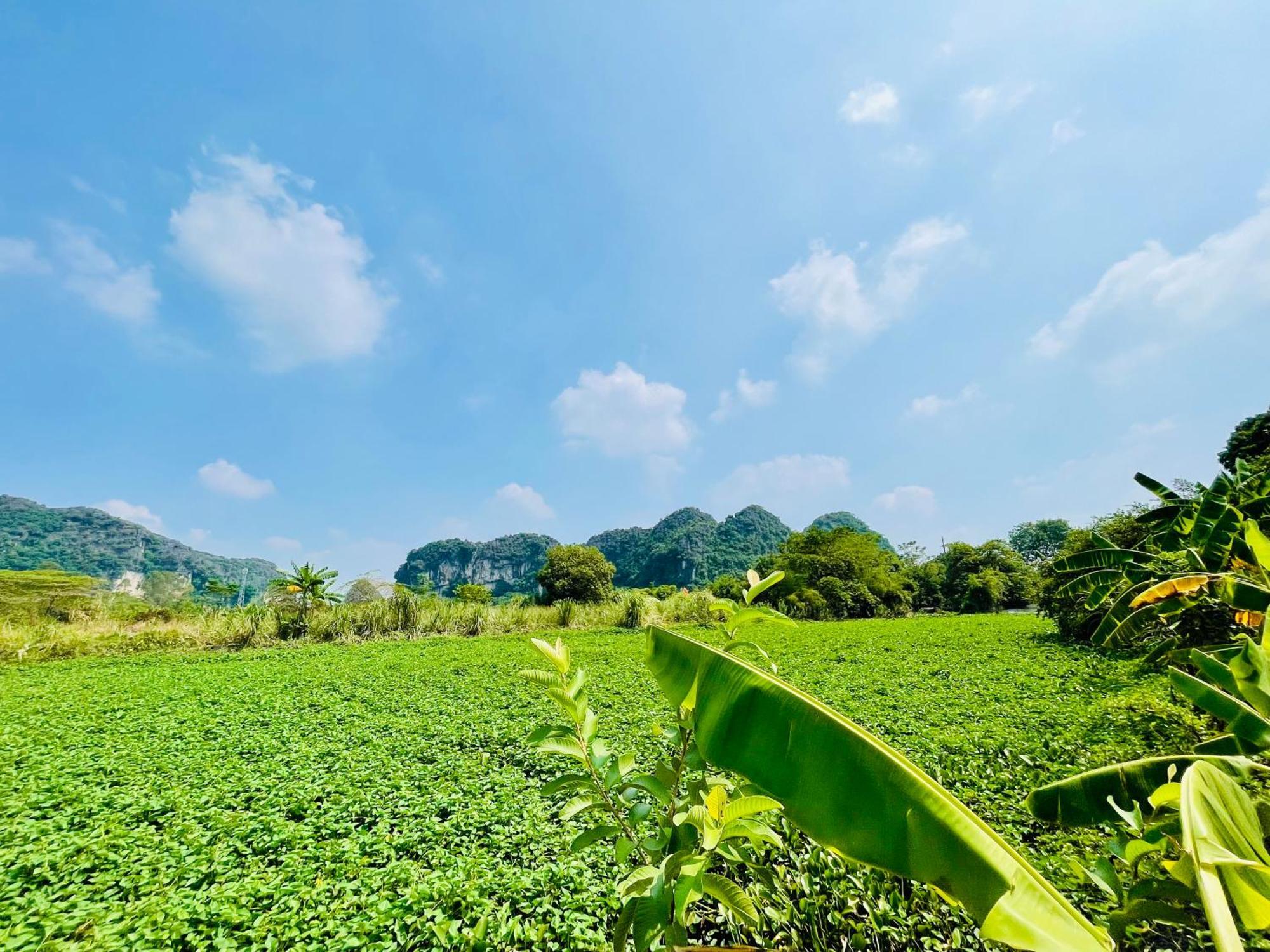Trang An Lotus * Ninh Binh