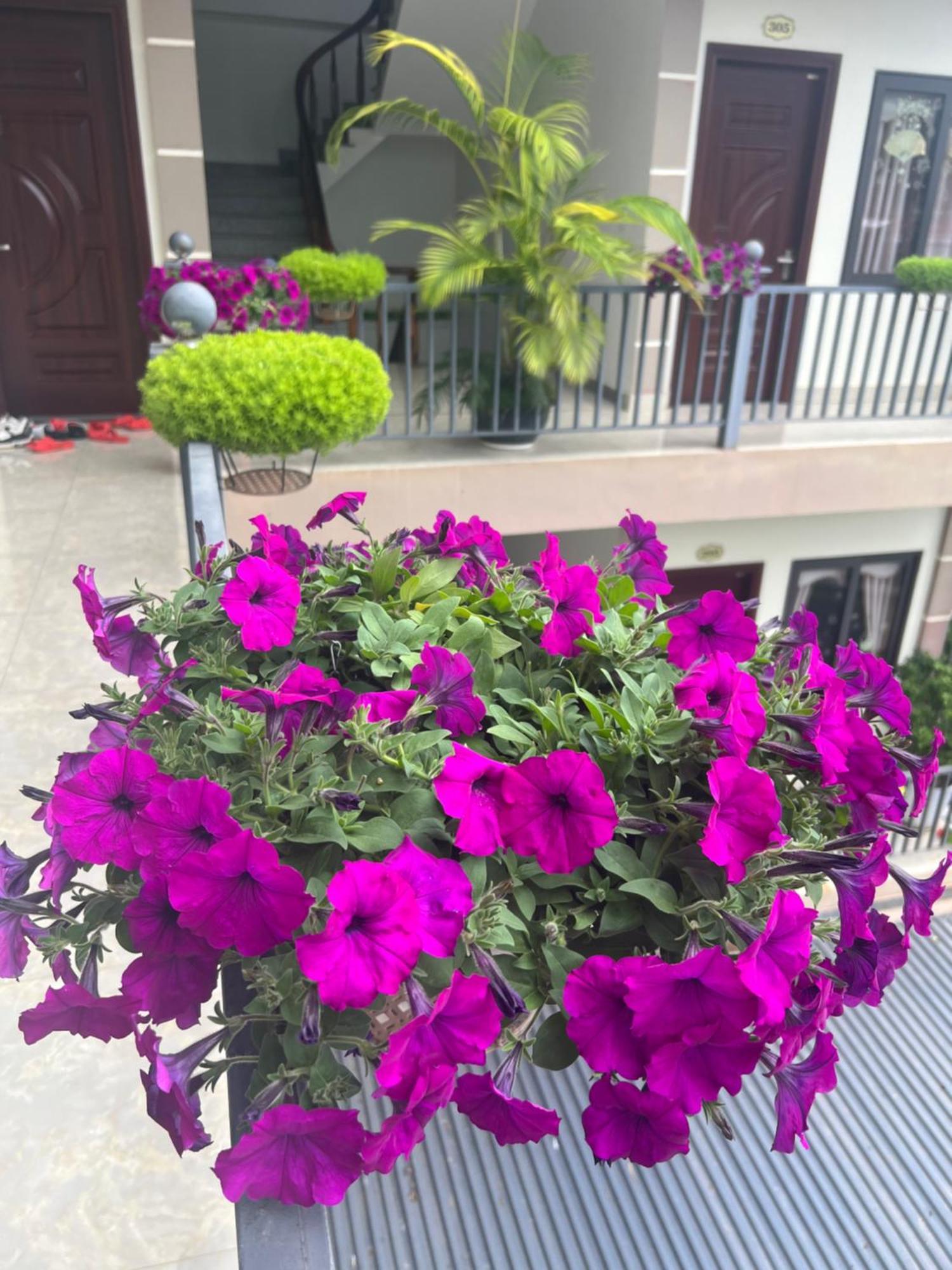 Bed & Breakfast Nha Nghi Ngoc Long Moc Chau