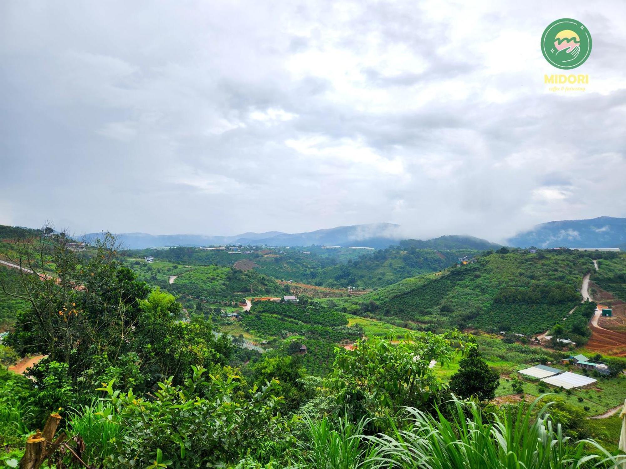 Midori Coffee Farm Da Lat
