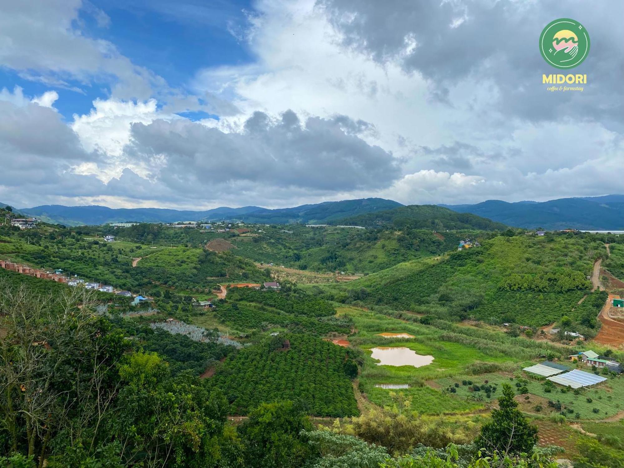 Midori Coffee Farm