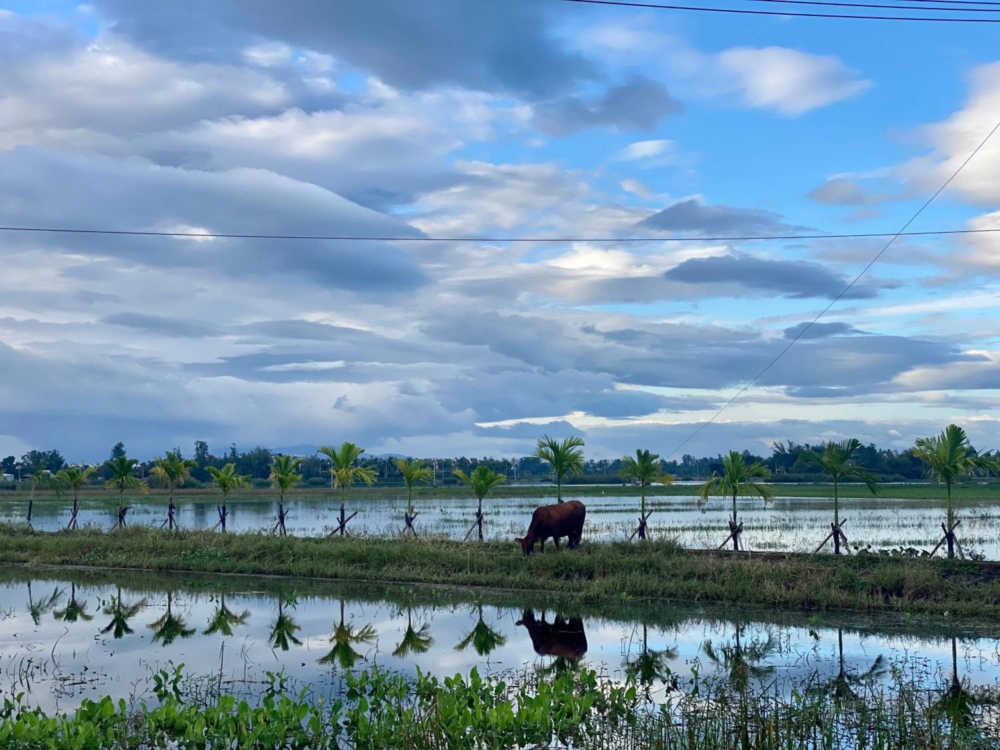 Rice River - 3* Hội An