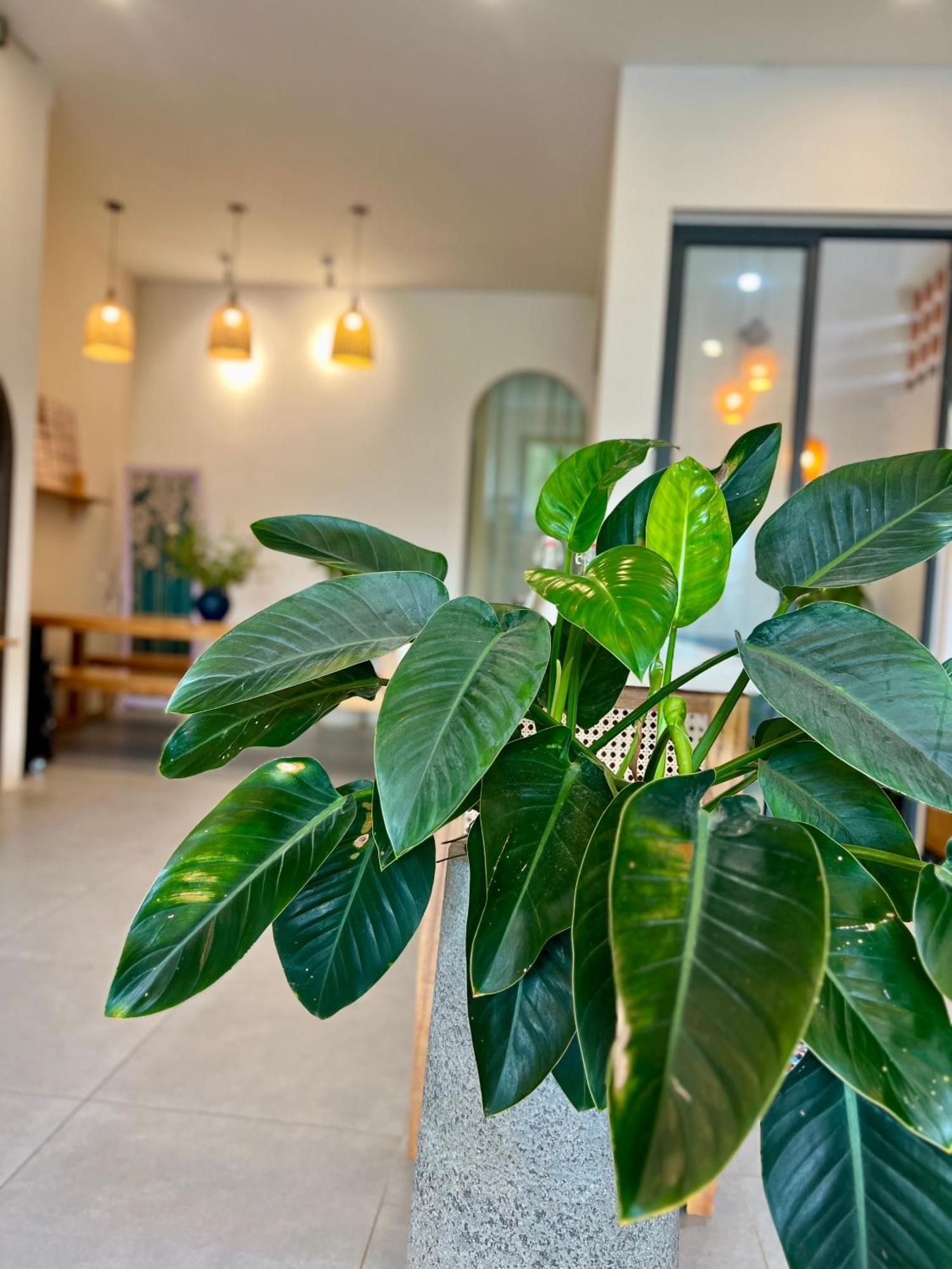 Hoi An Pinus Boutique Hotel