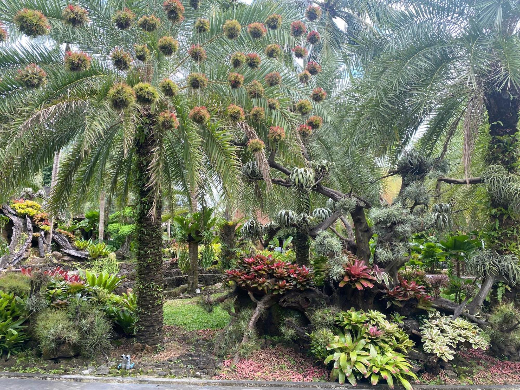 Coco Palm