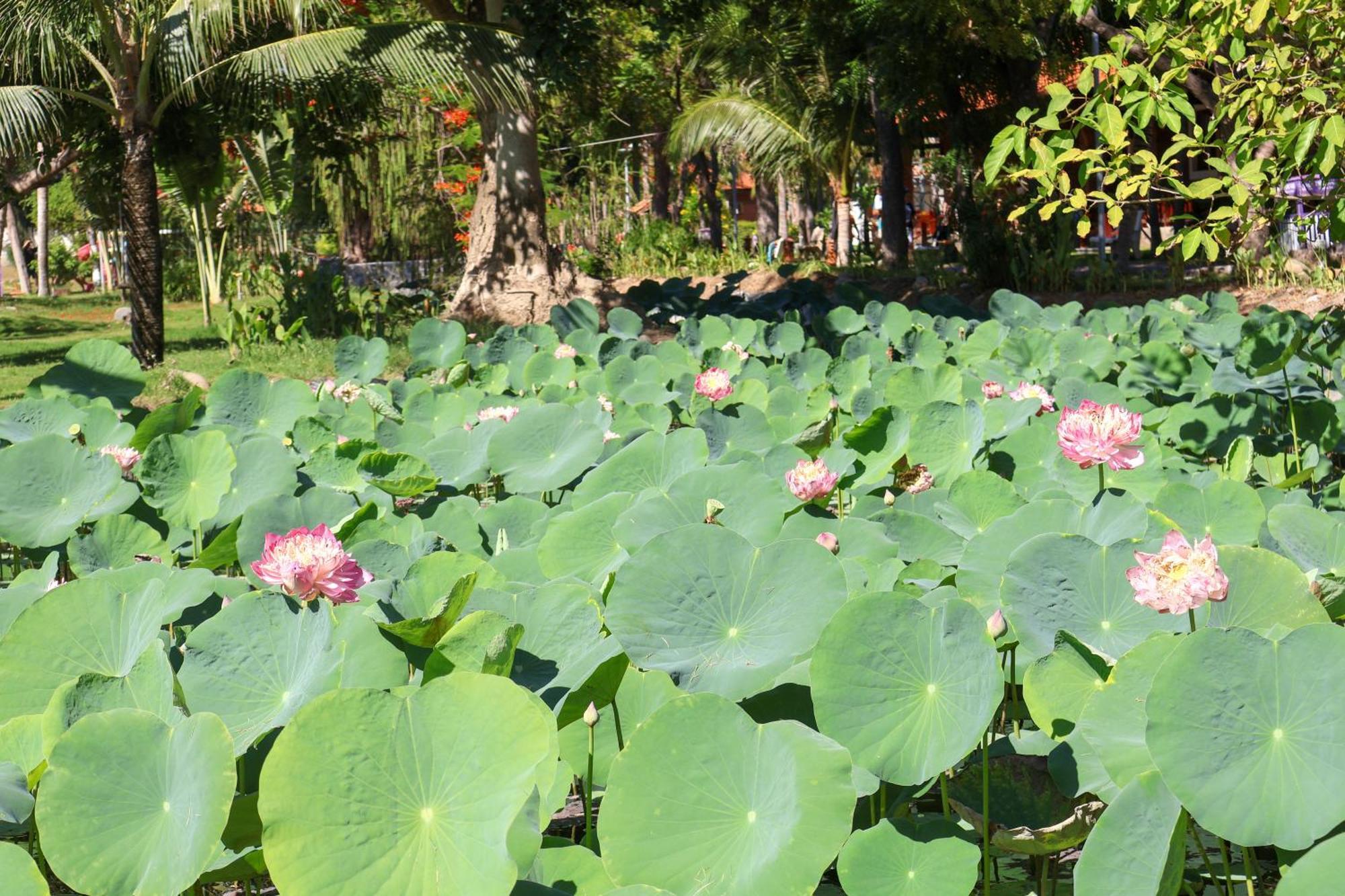 Ttc Ninh Thuan - Unlimited Access To Water Park Resort 3*