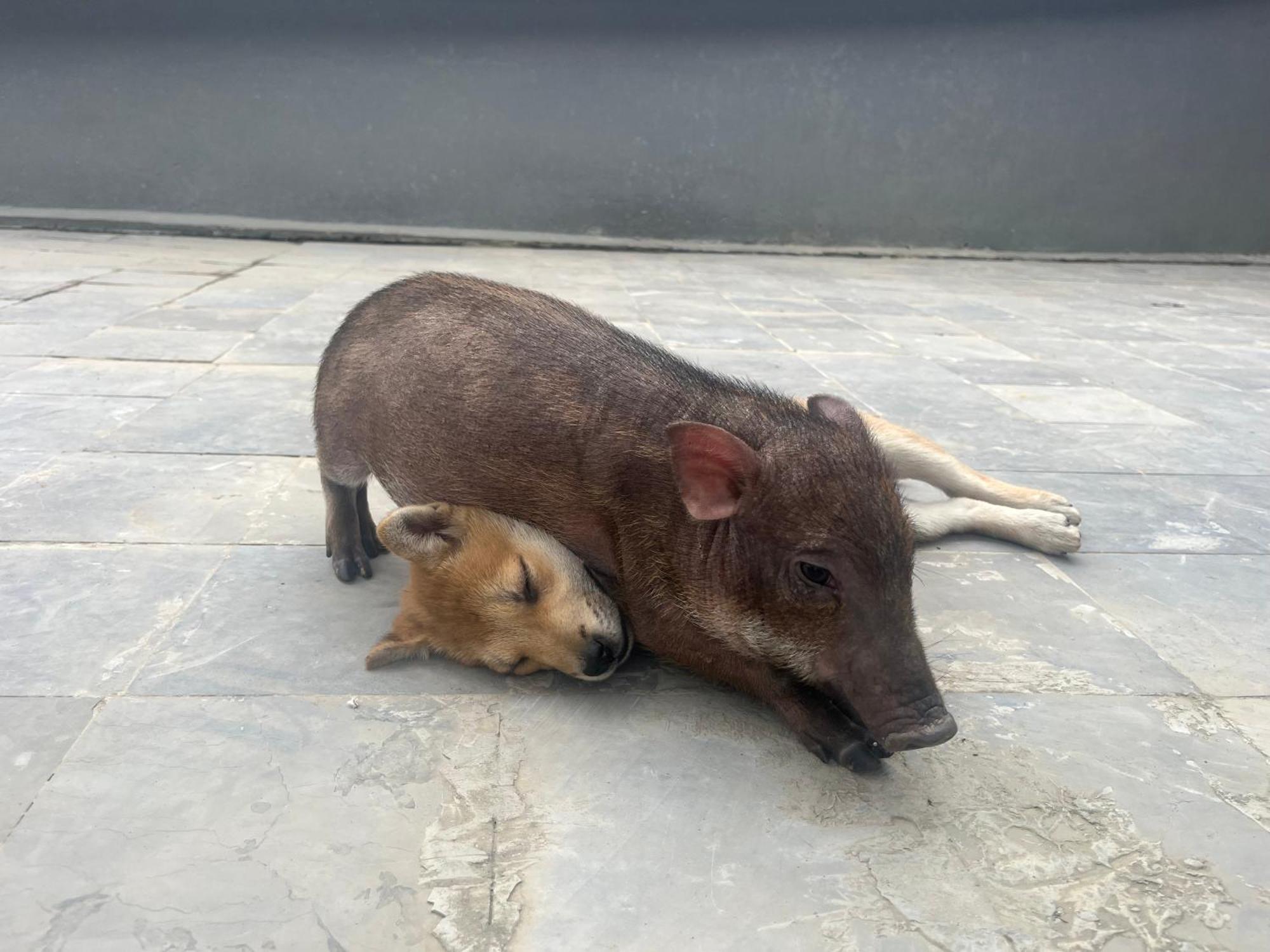 Homestay Nguyen Shack Retreat Phong Nha