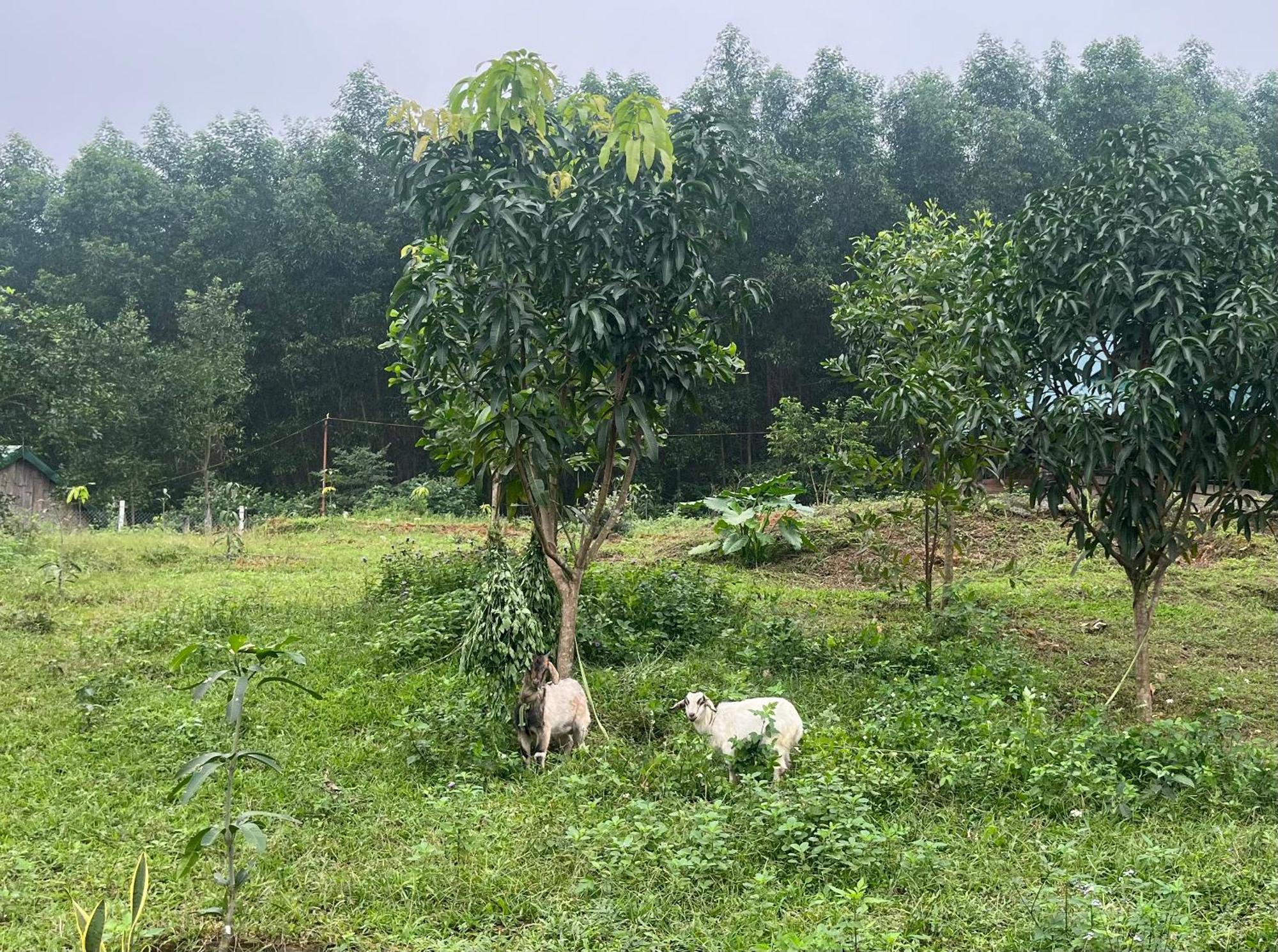 Homestay Nguyen Shack Retreat