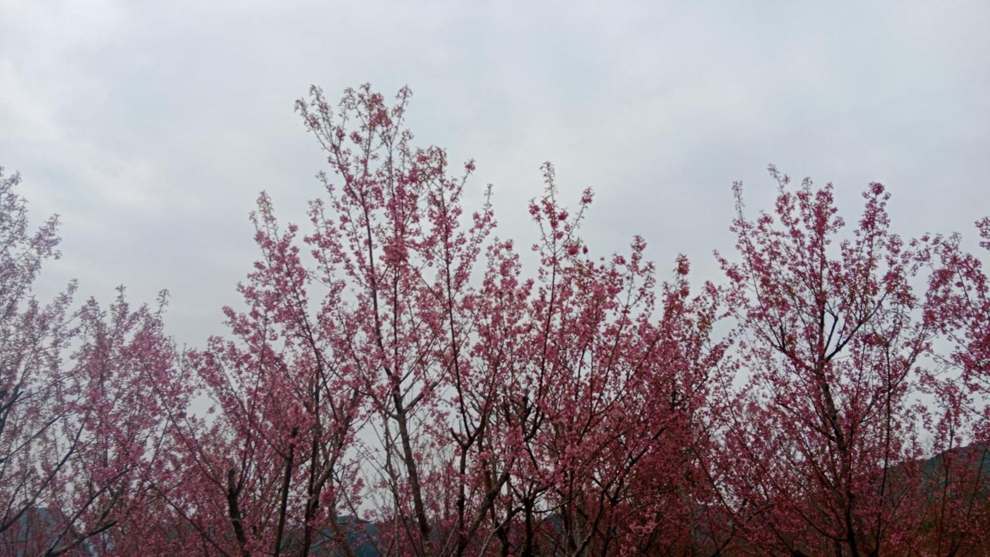 Higland Ở trọ