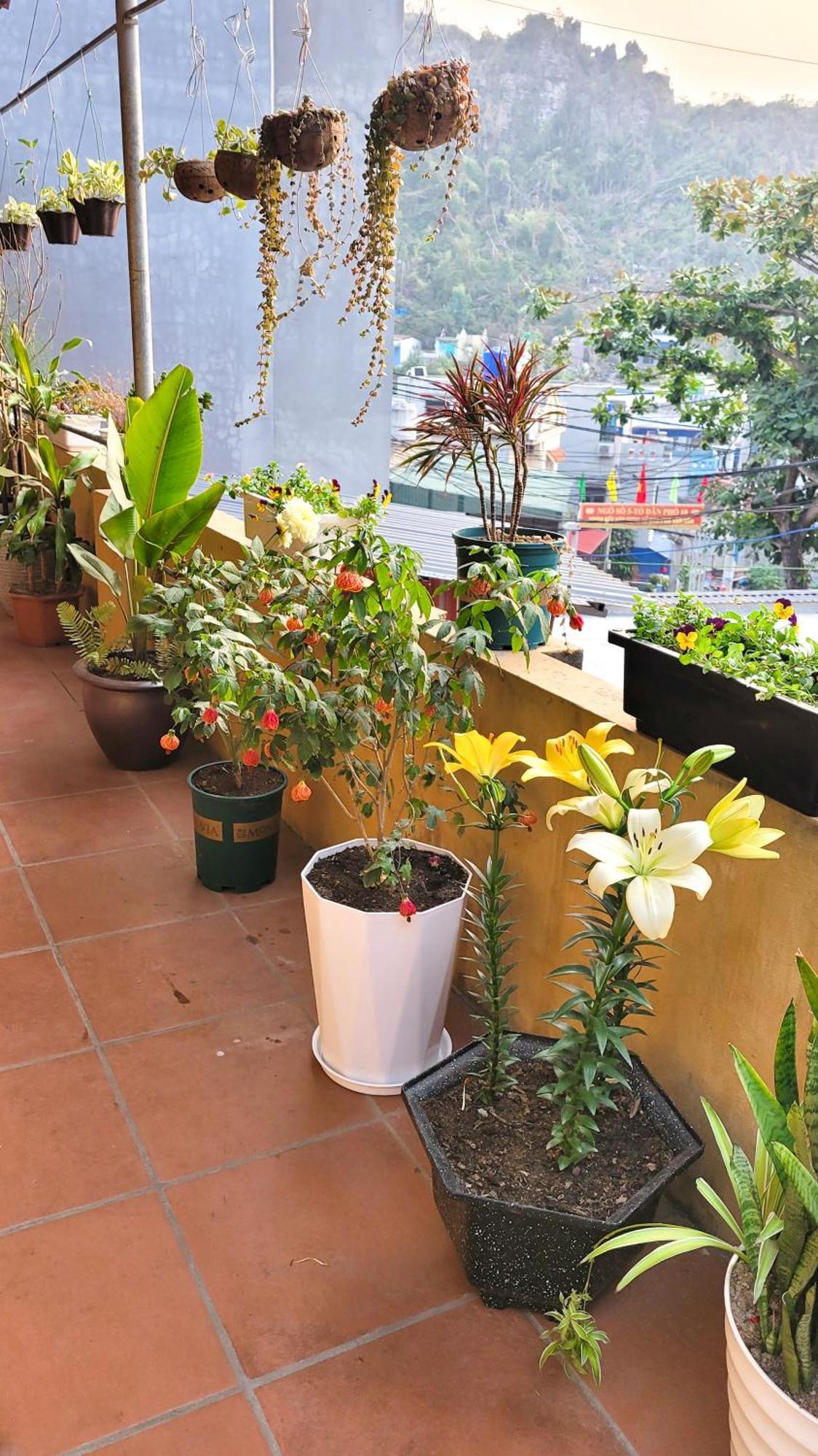 Guest house Tiny Garden House Cat Ba Chan Chau