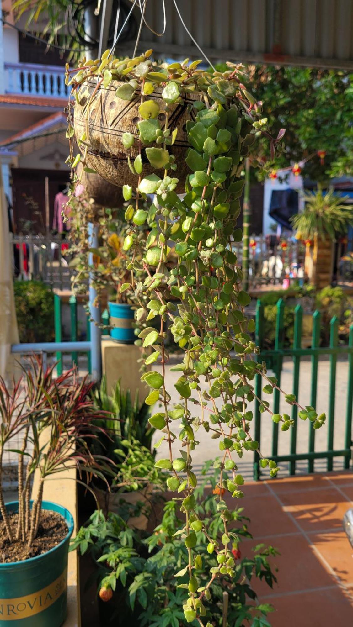 Guest house Tiny Garden House Cat Ba *