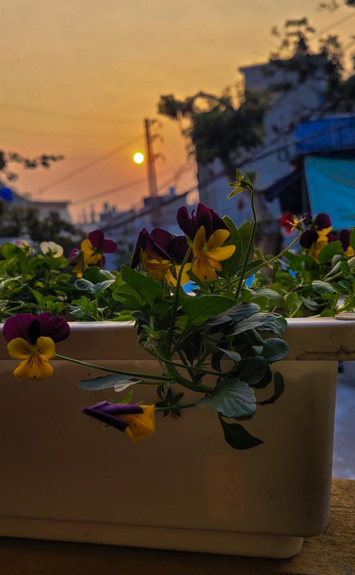 Guest house Tiny Garden House Cat Ba Chan Chau