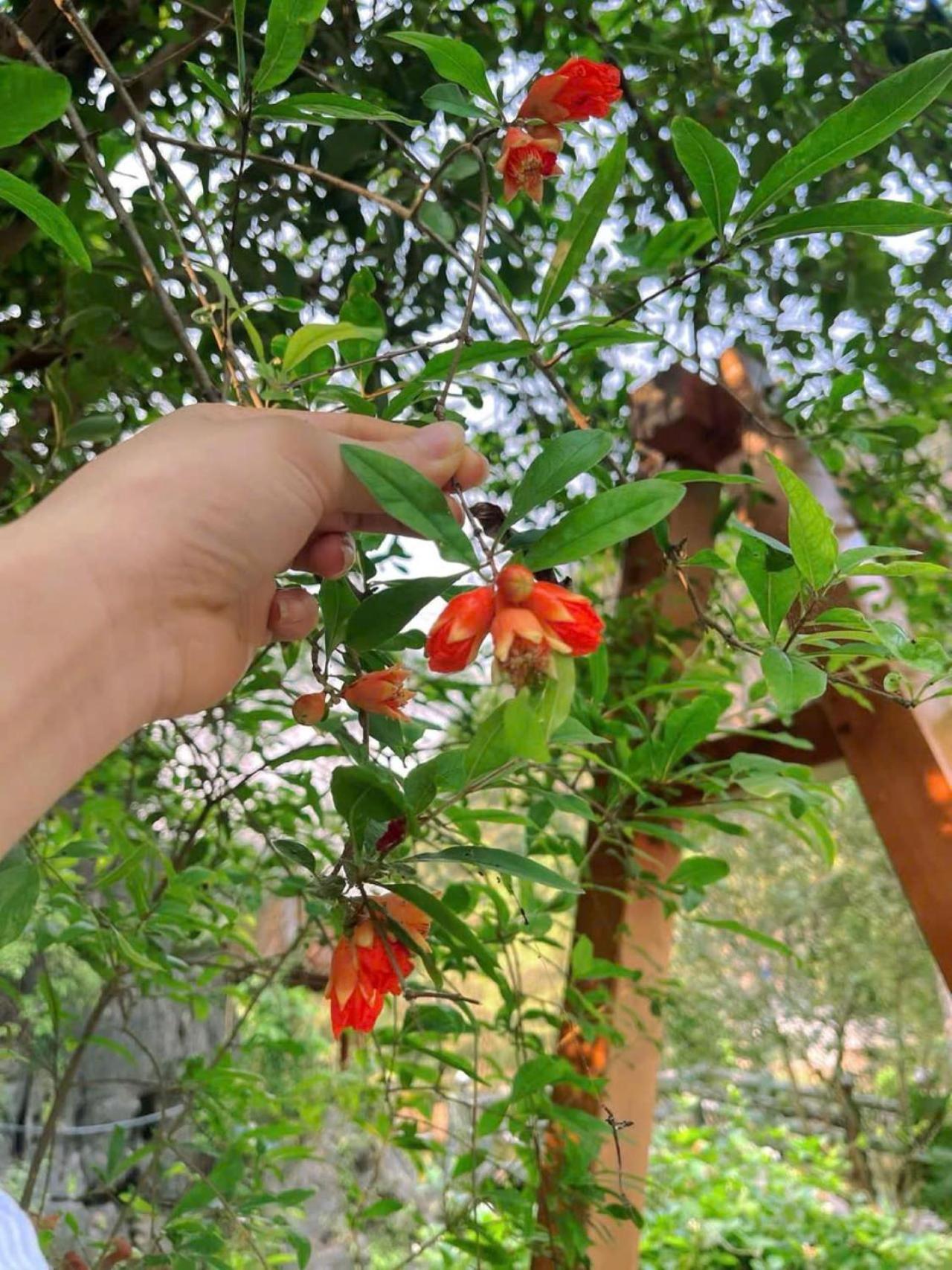 Trang An Heritage Garden