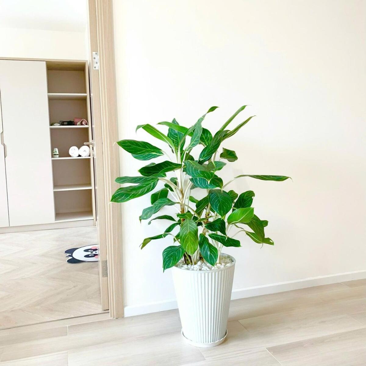 Apartment Shi House 17 - Mesterise Centre Point *