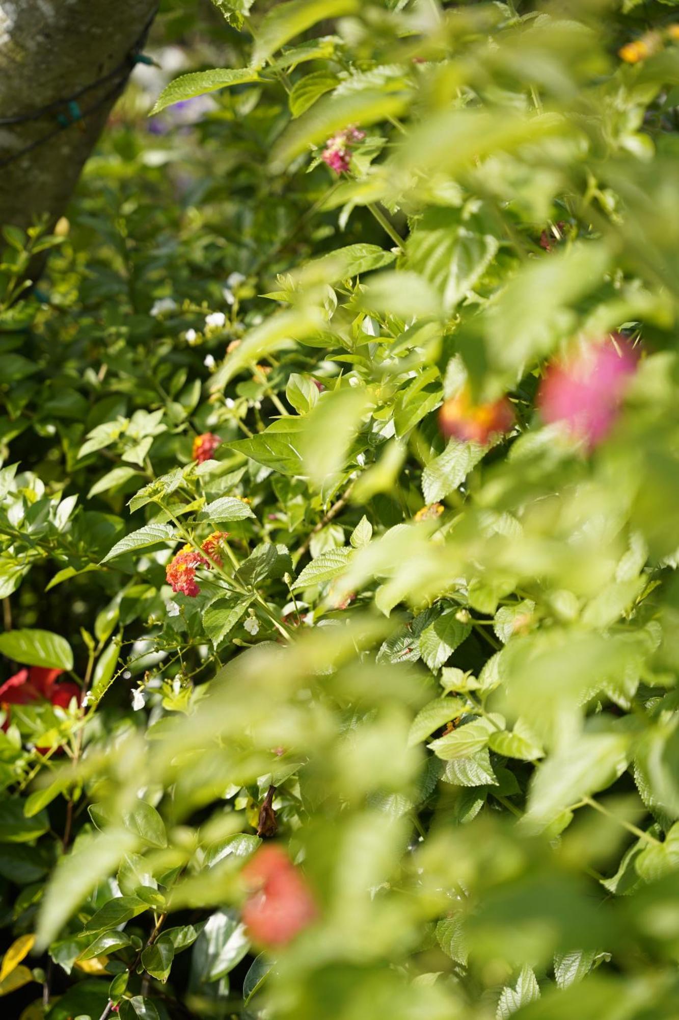 Greeneco - Khach San Eco * Da Lat