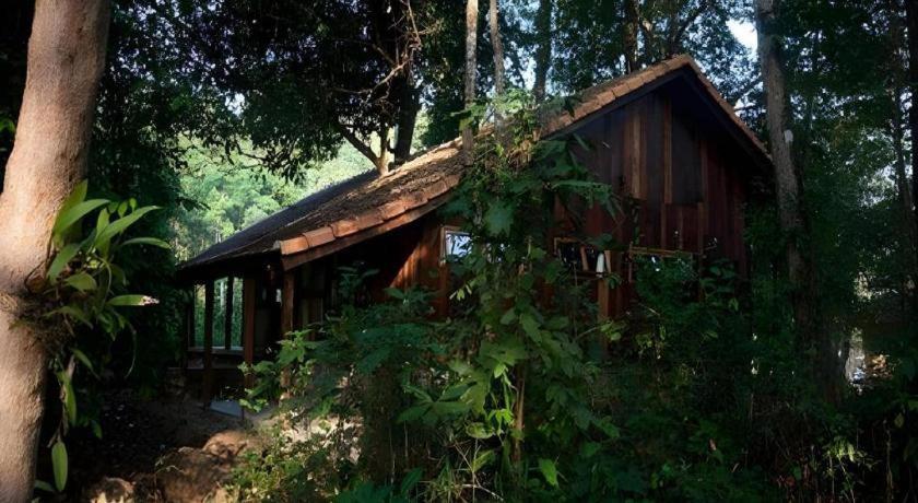 Lodge Forest Floor Cat Tien