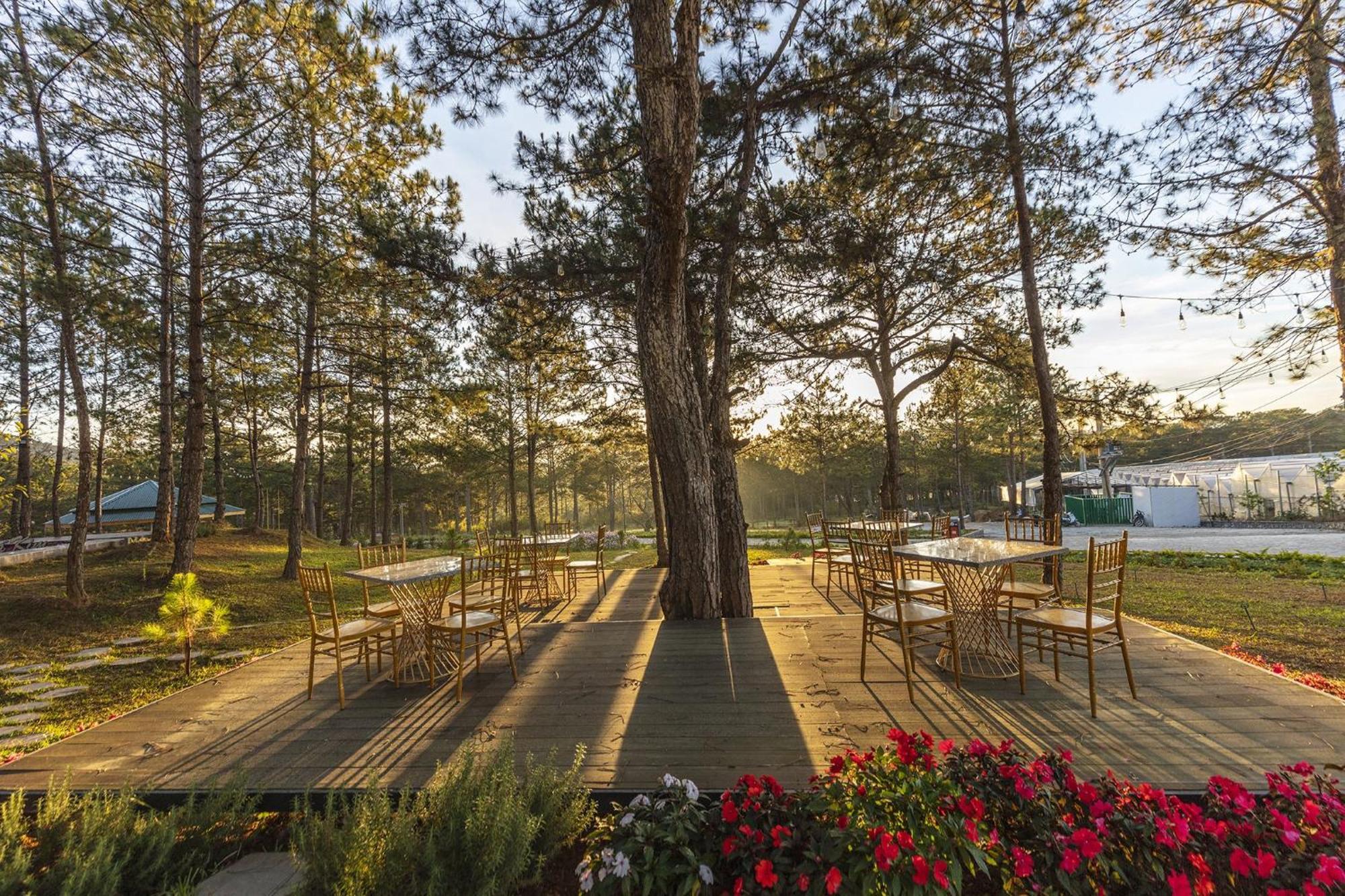 Rừng Lá Kim Đà Lạt