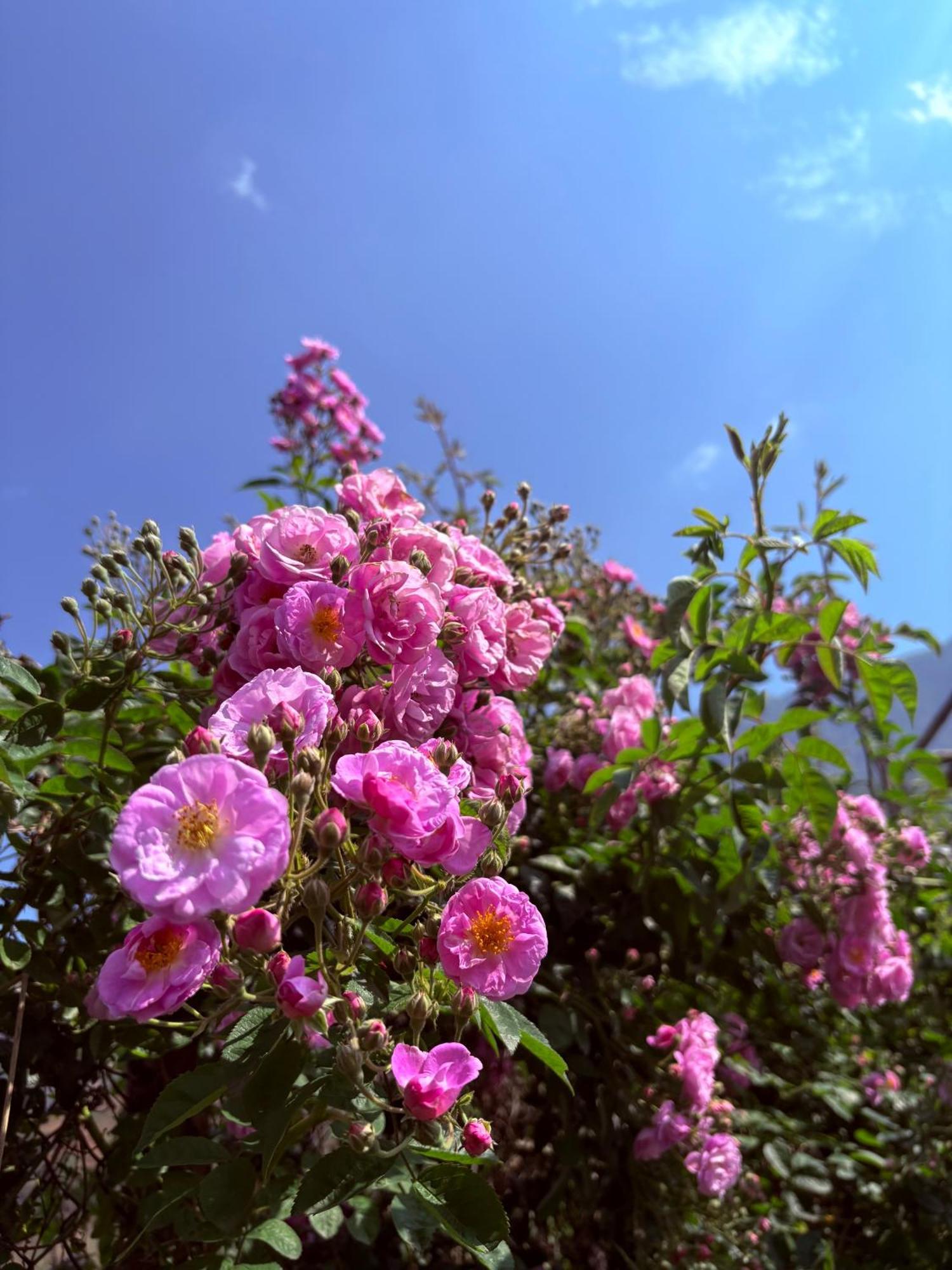 Maison Rose & Jardinier Eco