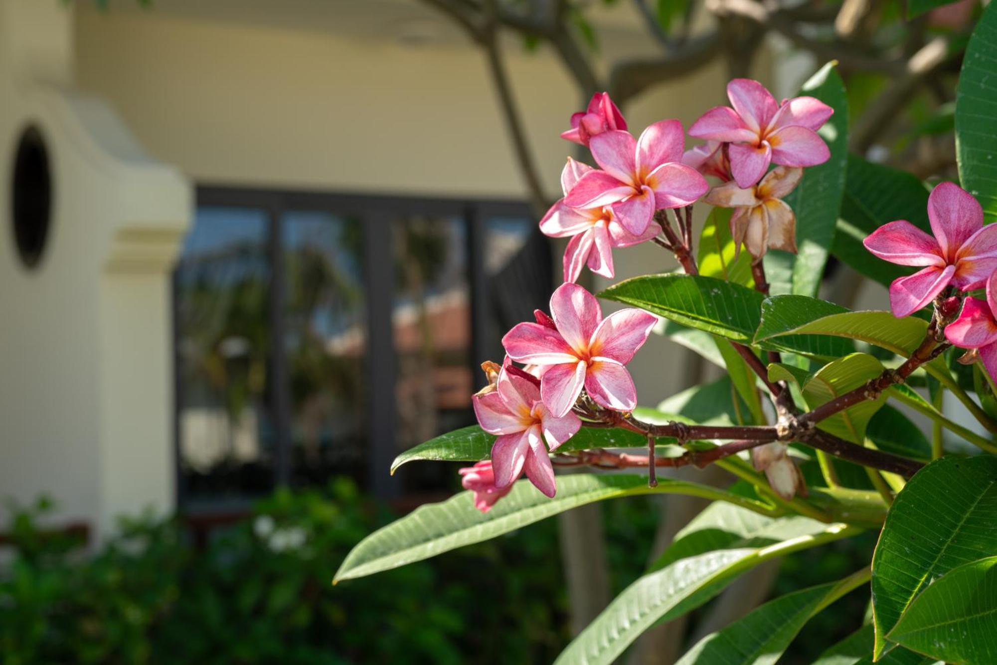 Resort Blooming Lotus