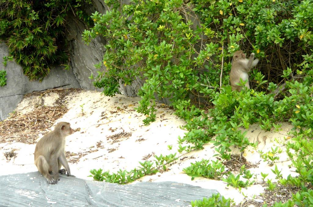 Monkey Island Resort