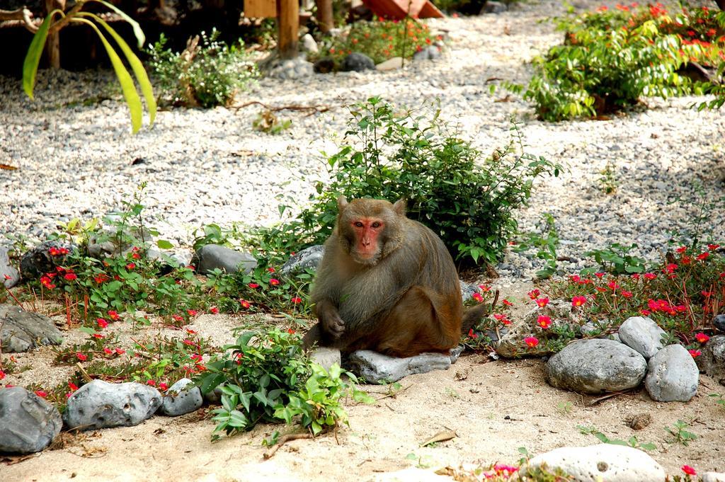 Resort Monkey Island 3*