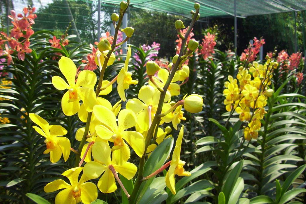 Biệt thự Areca *