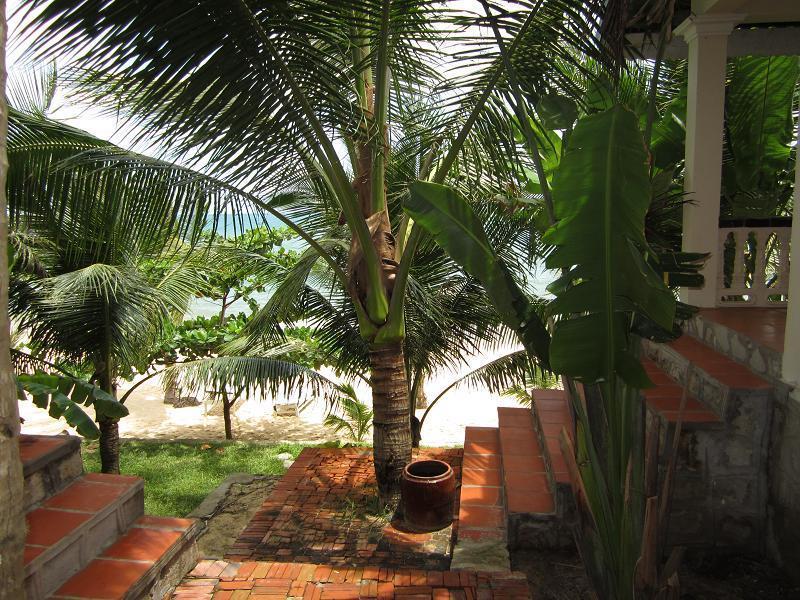 Dưỡng Mai 2*