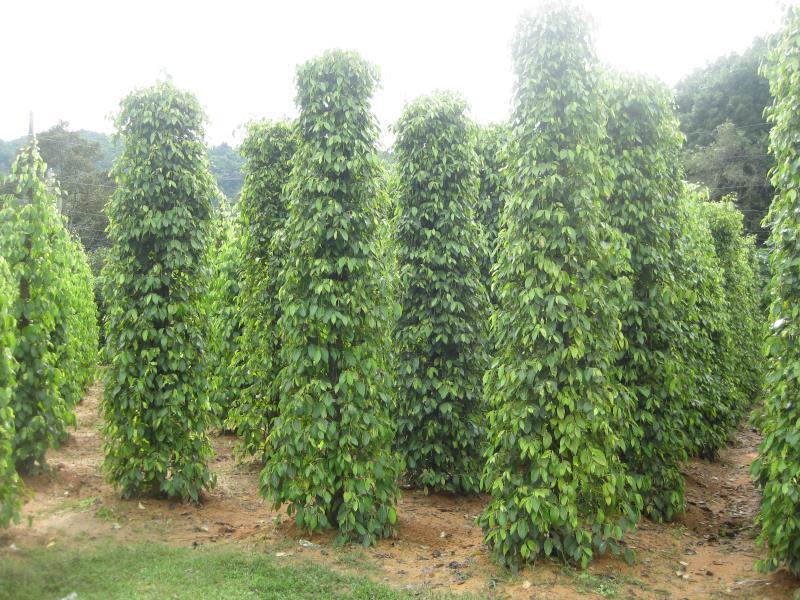 Pepper Farm Phu Quoc Guest house