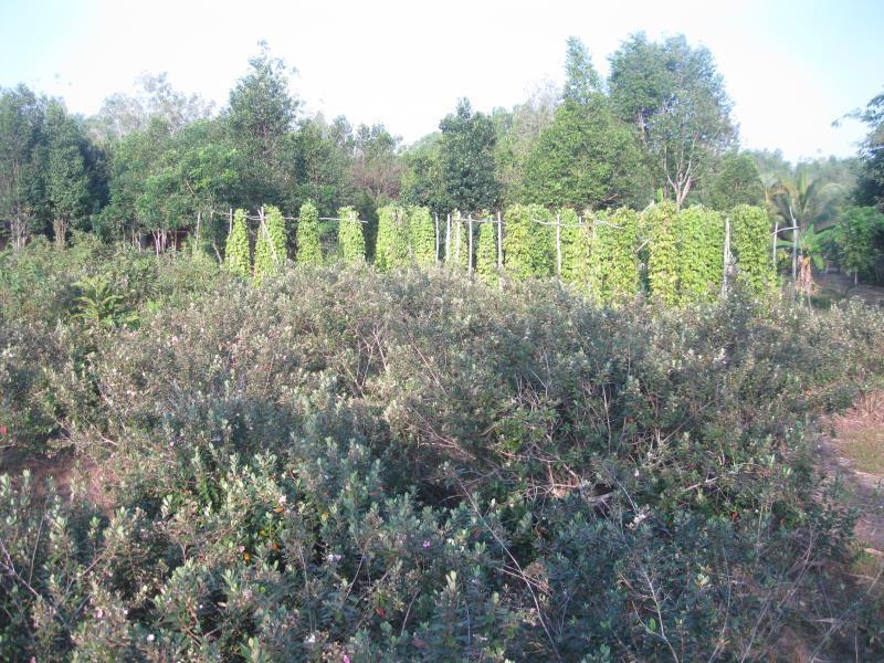 Pepper Farm Phu Quoc *