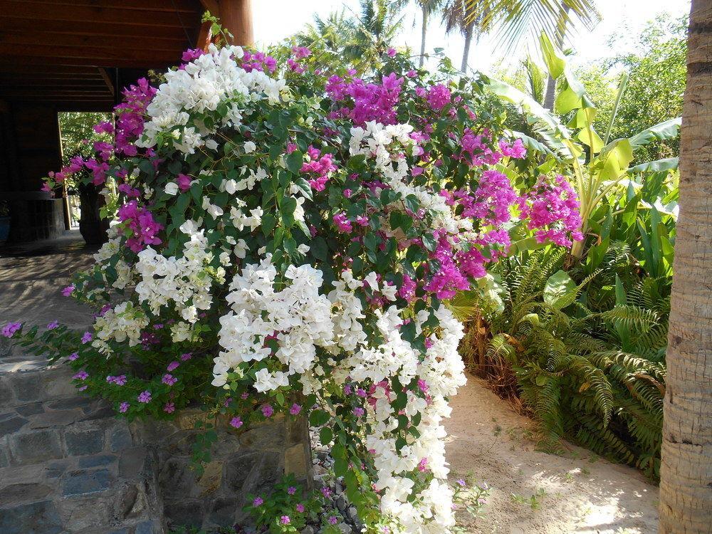 Thuy - Gunter Garden *