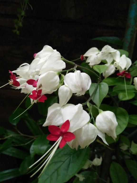 Guest house An