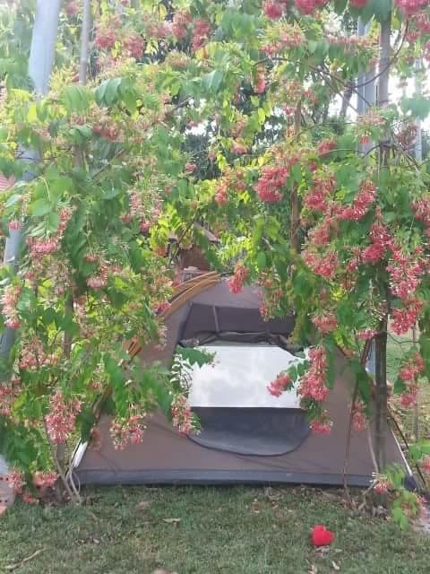 Giraffa Guest house 2*