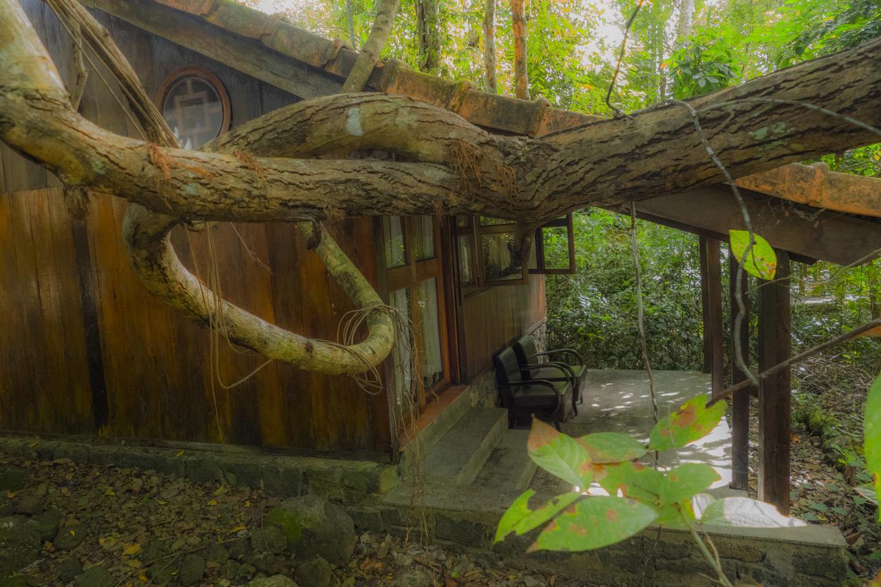 Forest Floor Cat Tien