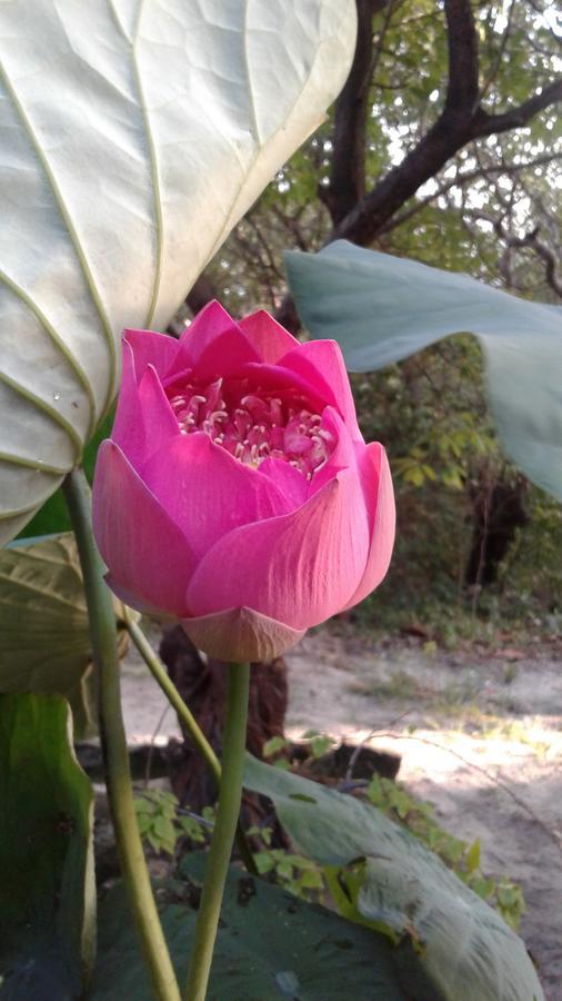 Kiki Coconut Resort Phú Quốc